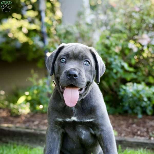 Fiona, Cane Corso Puppy
